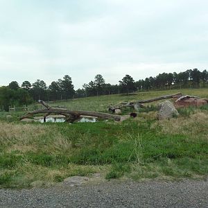 Drive-Thru Section - American Black Bear Area