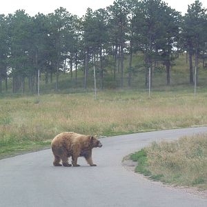 Drive-Thru Section - American Black Bear