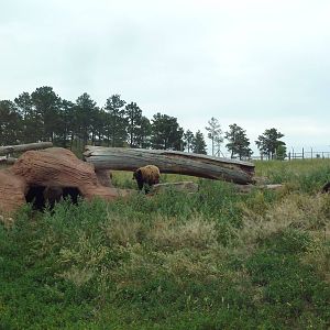Drive-Thru Section - American Black Bears