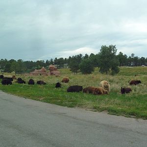 Drive-Thru Section - American Black Bears