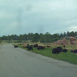 Drive-Thru Section - American Black Bears