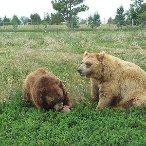 Drive-Thru Section - American Black Bears
