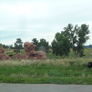 Drive-Thru Section - American Black Bears