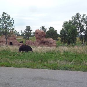 Drive-Thru Section - American Black Bears