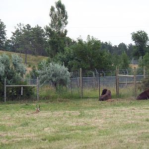 Drive-Thru Section - 2 American Bison + 2 Pronghorn Antelope