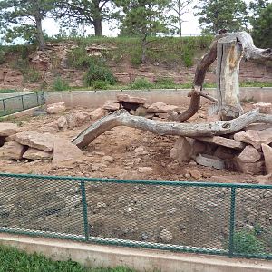 American Badger Exhibit