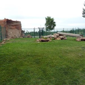 Canadian Lynx Exhibit