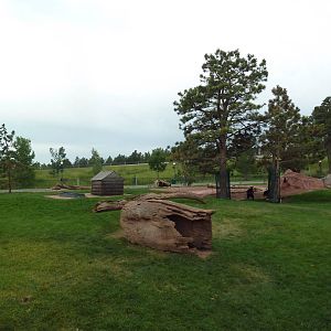 American Black Bear Exhibit (cubs)