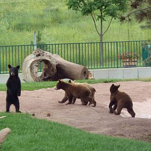 American Black Bear Exhibit (cubs)
