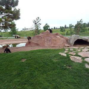 American Black Bear Exhibit (cubs)