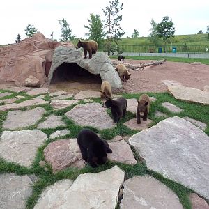 American Black Bear Exhibit (cubs)