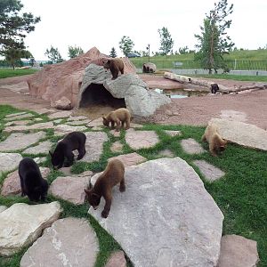 American Black Bear Exhibit (cubs)