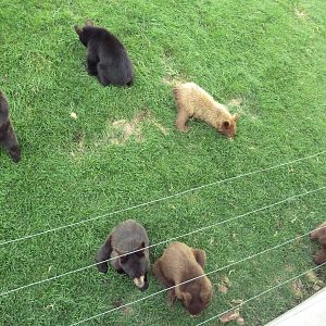 American Black Bear Exhibit (cubs)