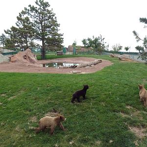 American Black Bear Exhibit (cubs)