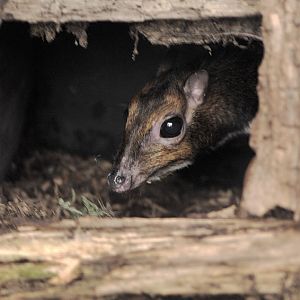 Philippine chevrotain