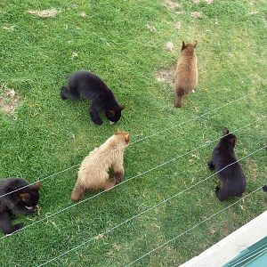 American Black Bear Exhibit (cubs)