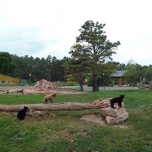 American Black Bear Exhibit (cubs)