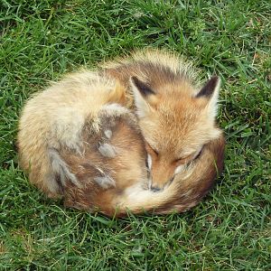 Red Fox