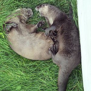 North American River Otters