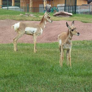 Pronghorn Antelope Exhibit (youngsters)