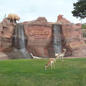Pronghorn Antelope Exhibit (youngsters)