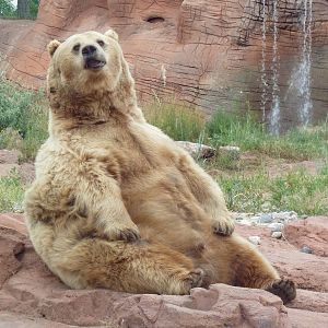 Fat Grizzly Bear