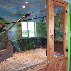 Cotton-Top Tamarin Exhibit