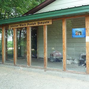 African Penguin Exhibit