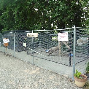Coati + Ring-Tailed Lemur Exhibits