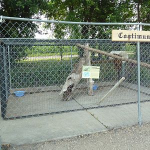 Coati Exhibit