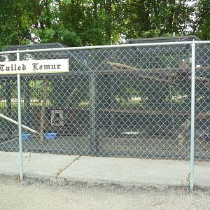 Ring-Tailed Lemur Exhibit