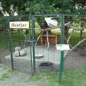 Reeve's Muntjac Exhibit