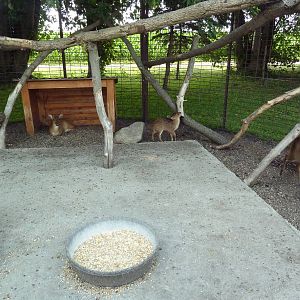 Reeve's Muntjac Exhibit