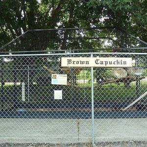 Brown Capuchin Exhibit