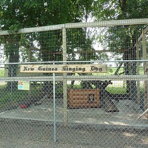 New Guinea Singing Dog Exhibit