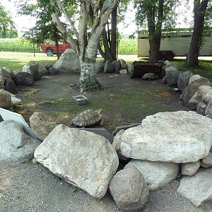 African Spurred Tortoise Exhibit