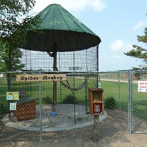 Geoffrey's Spider Monkey Exhibit