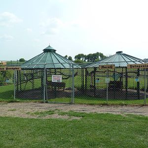 African Crested Porcupine/Mara/Macaw Exhibits