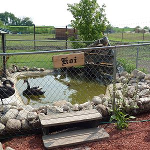 Black Swan + Koi Exhibit