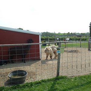 Llama Exhibit