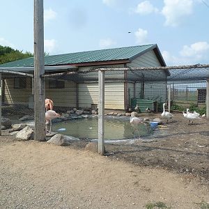 Caribbean Flamingo/Black-Necked Swan Exhibit