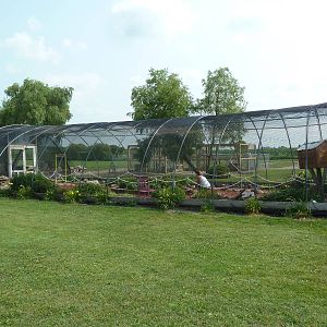 Budgie Walk-Through Area