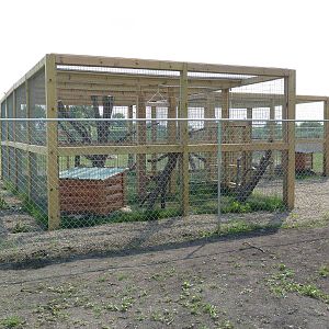 Red Fox (Silver Phase) + Canadian Lynx Exhibits - New in 2014