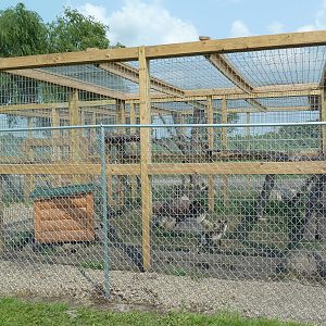 Red Fox (Silver Phase) Exhibit - New in 2014