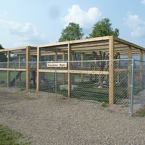 Red Fox (Silver Phase) + Canadian Lynx Exhibits - New in 2014