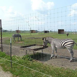 Grant's Zebra/Emu Exhibit