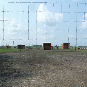 Greater Kudu Exhibit