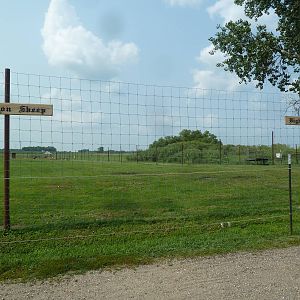 Mouflon Sheep/Bighorn Sheep Exhibit