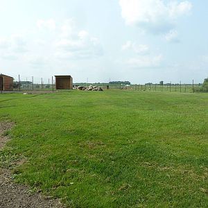 Mouflon Sheep/Bighorn Sheep Exhibit
