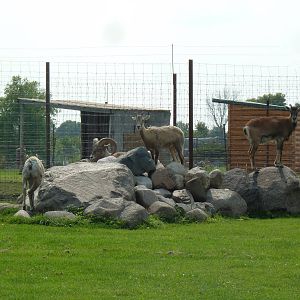 Mouflon Sheep/Bighorn Sheep Exhibit